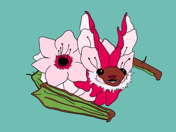 blossom bat